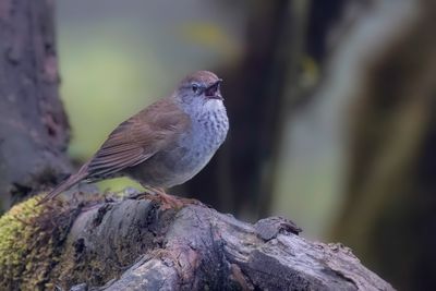 188 Locustellidae - Grasshopper Warblers, Grassbirds, and Allies