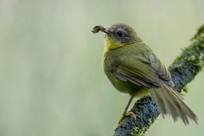 187 Bernieridae - Malagasy Warblers and Tetrakas