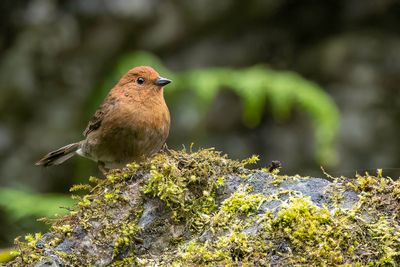 Slaty Bunting - Blauwe Gors - Bruant bleu (f)