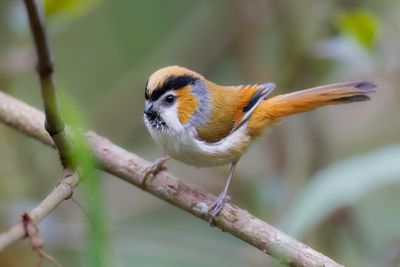 198 Paradoxornithidae - Parrotbills and Allies