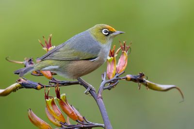199 Zosteropidae - White-eyes, Yuhinas, and Allies