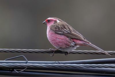 Chinese White-browed Rosefinch - Chinese Witbrauwroodmus - Roselin  sourcils blancs (m)
