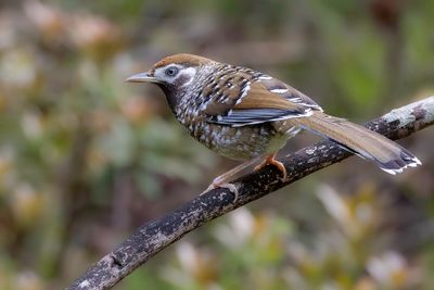 202 Leiothrichidae - Laughingthrushes and Allies