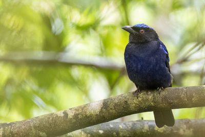 228 Irenidae - Fairy-bluebirds