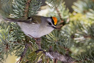 213 Regulidae - Goldcrests, Kinglets