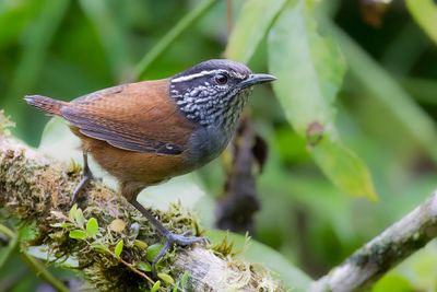 215 Troglodytidae - Wrens