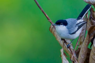214 Polioptilidae - Gnatwrens and Gnatcatchers