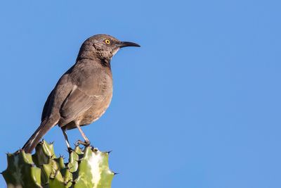 218 Mimidae - Mockingbirds and Thrashers