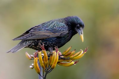 223 Sturnidae - Starlings, Rhabdornis