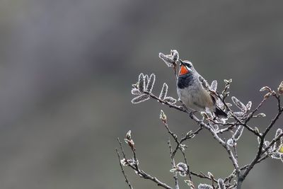 Chinese Rubythroat - Chinese Zwartborstnachtegaal - Rossignol de Chine