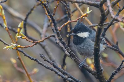Rufous-vented Tit - Roodbuikmees - Msange 