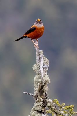 Chestnut Thrush - Kastanjelijster - Merle  tte grise