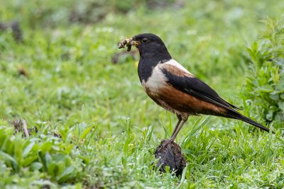 221 Turdidae - Thrushes and Allies