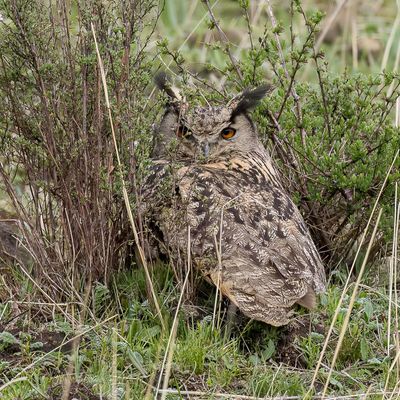 Eurasian Eagle-Owl - Oehoe - Grand-duc d'Europe