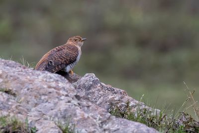 Common Cuckoo - Koekoek - Coucou gris (imm)