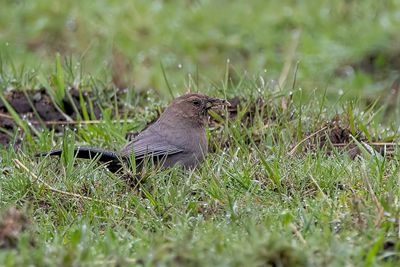 Plain Laughingthrush - Pater Davids Lijstergaai - Garrulaxe de David