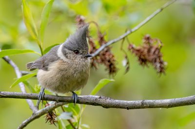 Grey-crested Tit - Grijskuifmees - Msange des bouleaux