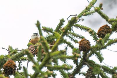 Przevalski's Nuthatch - Przewalski's Boomklever - Sittelle de Przewalski