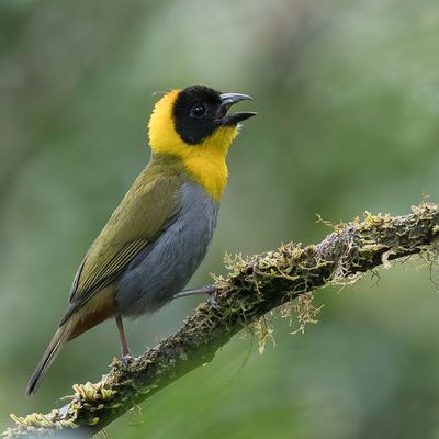 232 Ploceidae - Weavers, Widowbirds