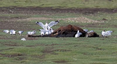 Brown-headed Gull - Bruinkopmeeuw - Mouette du Tibet