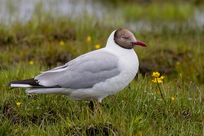 Brown-headed Gull - Bruinkopmeeuw - Mouette du Tibet