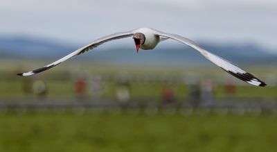 Brown-headed Gull - Bruinkopmeeuw - Mouette du Tibet