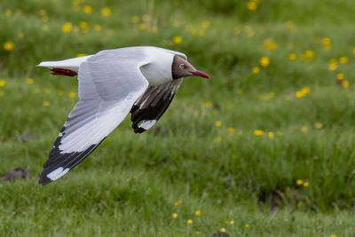Brown-headed Gull - Bruinkopmeeuw - Mouette du Tibet