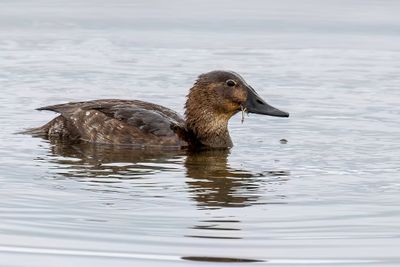 Common Pochard - Tafeleend - Fuligule milouin (f)