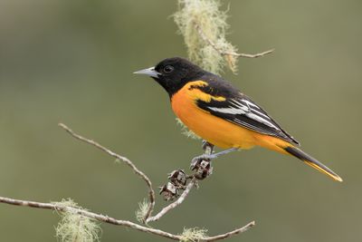 248 Icteridae - New World Blackbirds, Troupials, and Allies