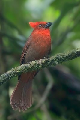 250 Cardinalidae - Cardinals and Allies