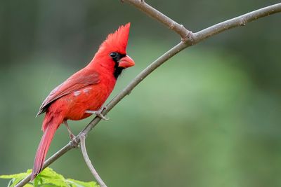 250 Cardinalidae - Cardinals and Allies