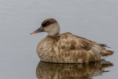 Red-crested Pochard - Krooneend - Nette rousse (f)