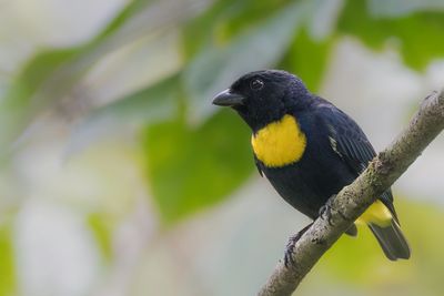 252 Thraupidae - Tanagers and Allies