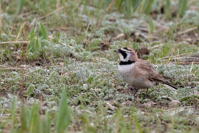 Horned Lark - Strandleeuwerik - Alouette haussecol