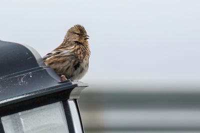 Twite - Frater - Linotte  bec jaune