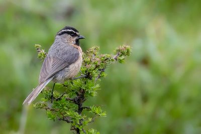 White-browed Tit - Witbrauwmees - Msange  sourcils blancs