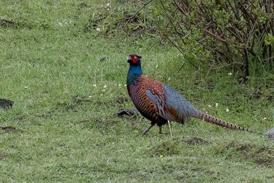 Common Pheasant - Fazant - Faisan de Colchide (m)