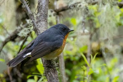 Slaty-backed Flycatcher - Hodgsons Vliegenvanger - Gobemouche de Hodgson (m).