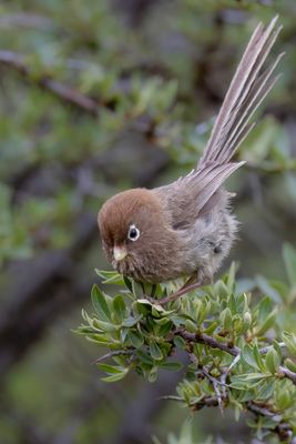 Spectacled Parrotbill - Brildiksnavelmees - Paradoxornis  lunettes