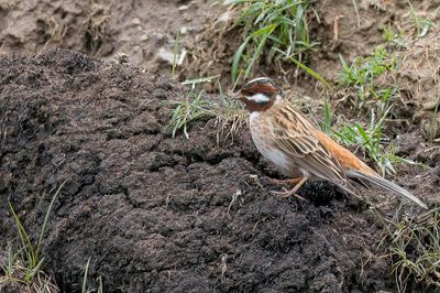 Pine Bunting - Witkopgors - Bruant  calotte blanche (m)