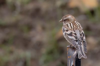 Plain Mountain Finch - Hodgsons Bergvink - Roselin de Hodgson