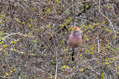 White-browed Tit-warbler - Struikhaantje - Struikhaantje (m)