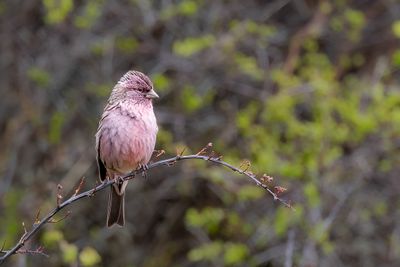 Himalayan Beautiful Rosefinch - Himalayaprachtroodmus - Roselin superbe (m)