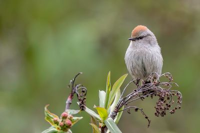 White-browed Tit-warbler - Struikhaantje - Struikhaantje (f)