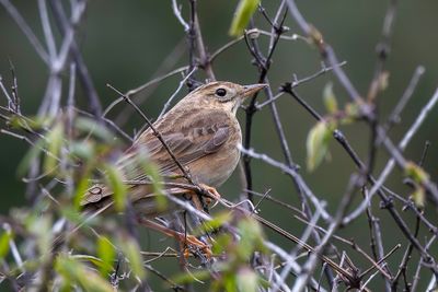 Blyth's Pipit - Mongoolse Pieper - Pipit de Godlewski