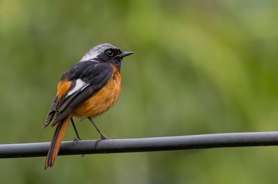 Daurian Redstart - Spiegelroodstaart - Rougequeue aurore (m)