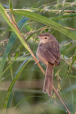 Brown Prinia - Deignans Prinia - Prinia des montagnes