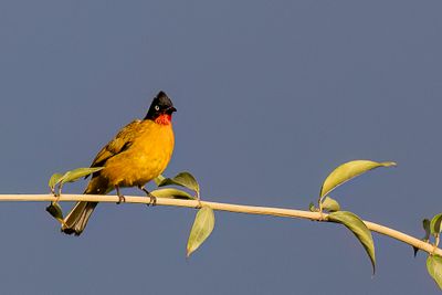Ruby-throated Bulbul - Soendagoudborstbuulbuul - Bulbul de la Sonde