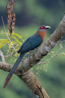 Chestnut-breasted Malkoha - Roestbuikmalkoha - Malcoha rouverdin