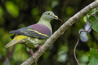 Grey-cheeked Green Pigeon - Bonapartes Papegaaiduif - Colombar à face grise (m)